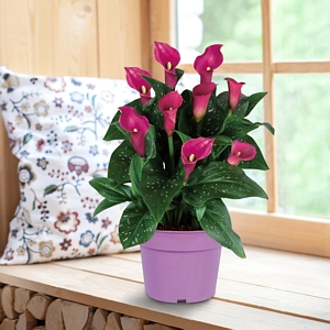 Calla Lily Purple Grow Kit